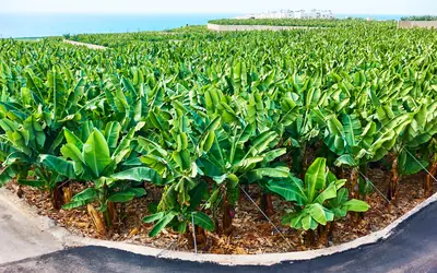 Banana plantation by the sea in Tenerife