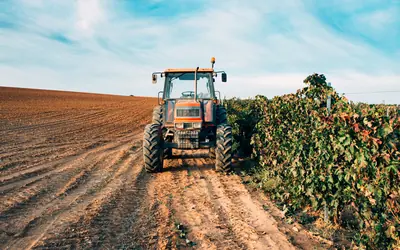 Tractor working the soil beside a vineyard